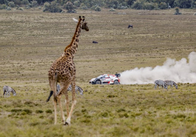 Un décor Safari ! Un décor Safari !