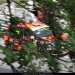 14_Pau_ClioD41
